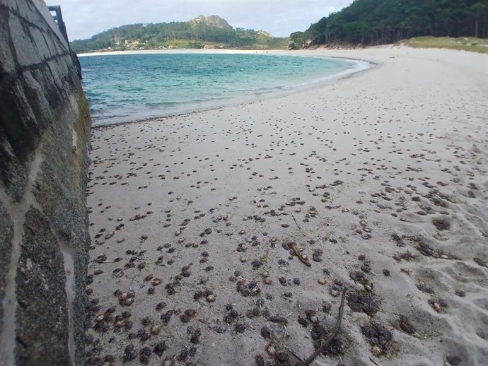 Llegada de miles de cangrejos patudos a las playas de las islas Cíes a finales de junio de 2026.