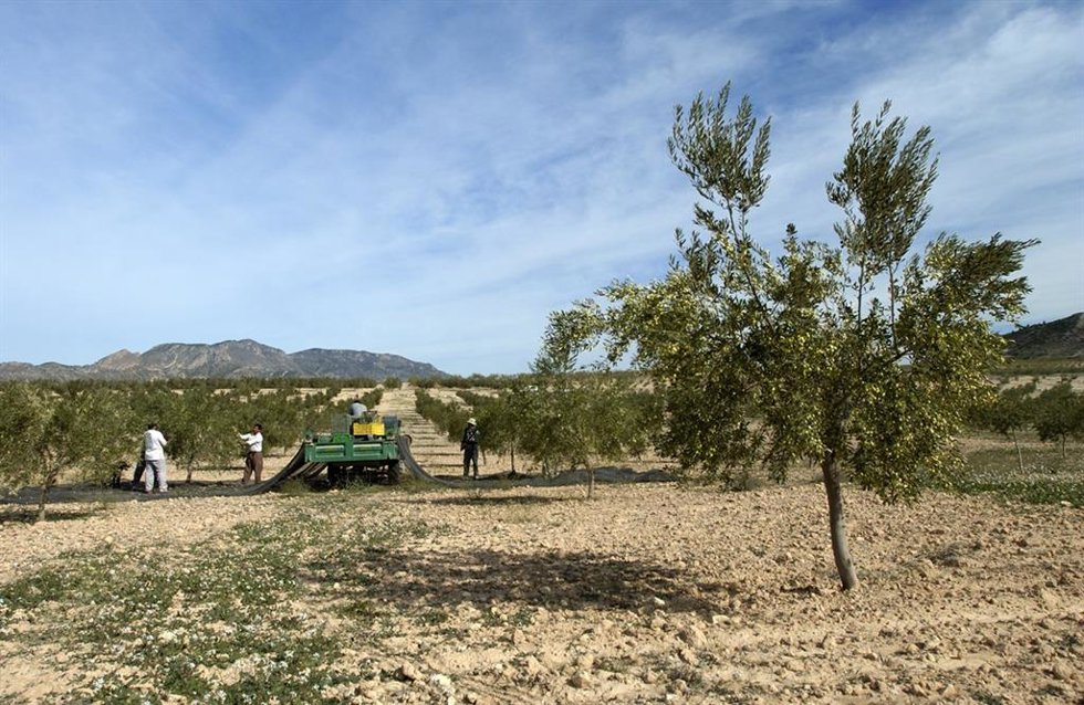 Imagen de agricultores trabajando en un cultivo de secano en una foto de archivo.