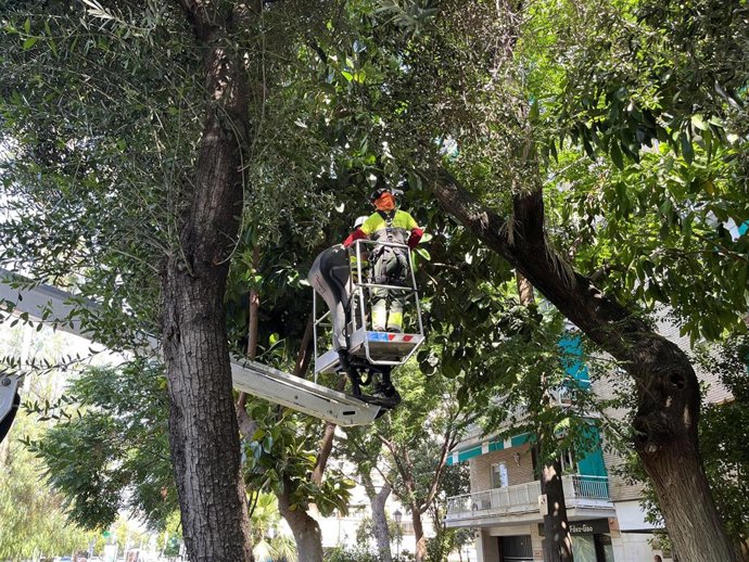 Un operario de Parques y Jardines, en labores de inspección al arbolado