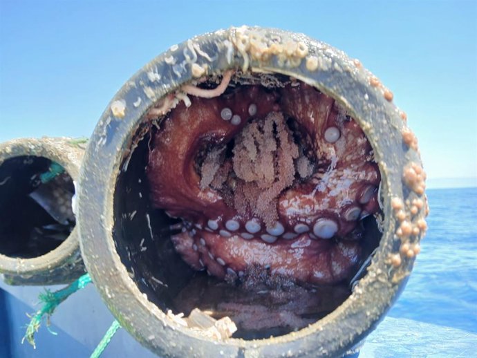 Pulpo incautado