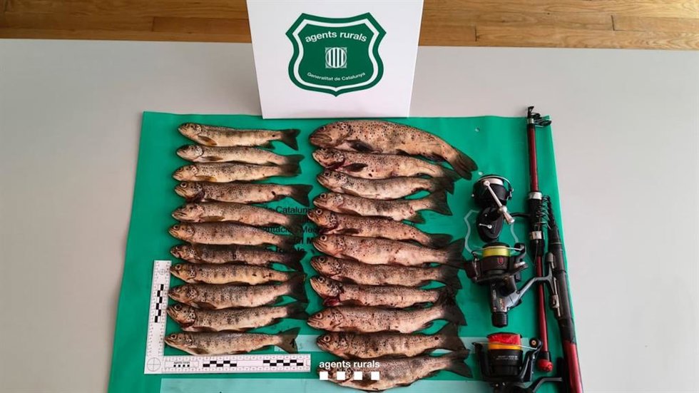 Las truchas pescadas por la persona denunciada.