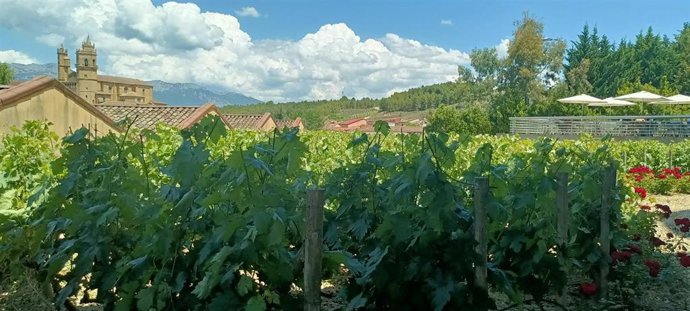 Archivo - Viñedos