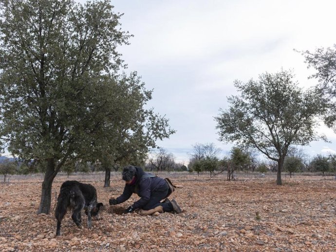 La truficultura es una de las actividades agroalimentarias vinculadas al territorio que podrán beneficiarse de las ayudas FITE para la calidad diferenciada de los alimentos de Teruel.