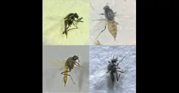 Científicos descubren nuevas especies de moscas hematófagas en Andalucía durante la vigilancia del virus del Nilo