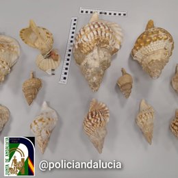 Caracolas protegidas intervenidas por la Policía Adscrita en el rastro del Parque Nicolás Salmerón de Almería.