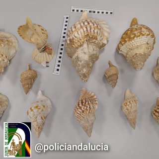 Caracolas protegidas intervenidas por la Policía Adscrita en el rastro del Parque Nicolás Salmerón de Almería.