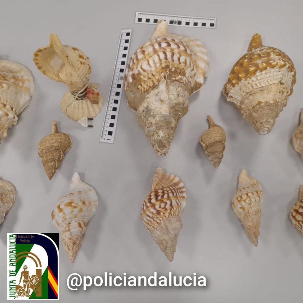 Caracolas protegidas intervenidas por la Policía Adscrita en el rastro del Parque Nicolás Salmerón de Almería.
