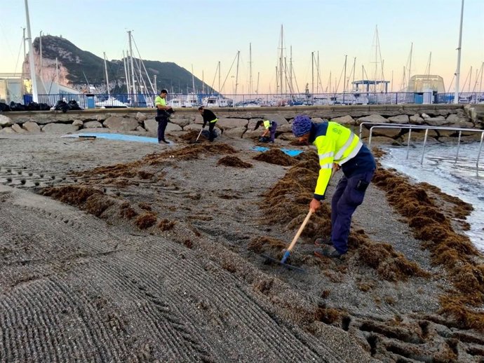 Operarios de Playas retirando algas en una playa de La Línea de la Concepción (Cádiz)