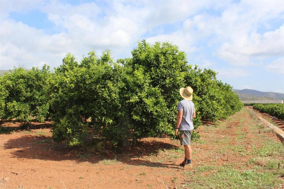 Agricultor en un campo