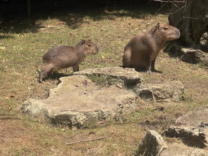Pareja de capibaras en el zoo de Santillana del Mar. Es el mayor roedor del mundo