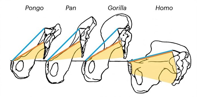 Esquema del parto de varios primates.