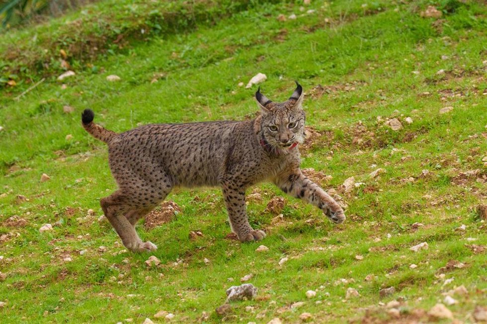 Archivo - Imagen de un lince de Doñana.