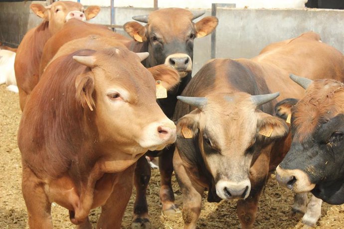 Archivo - El Departamento de Agricultura dispondrá 80.000 vacunas para proteger la cabaña bovina aragonesa frente a la dermatosis nodular contagiosa.