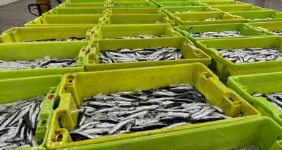 Pesca Galicia