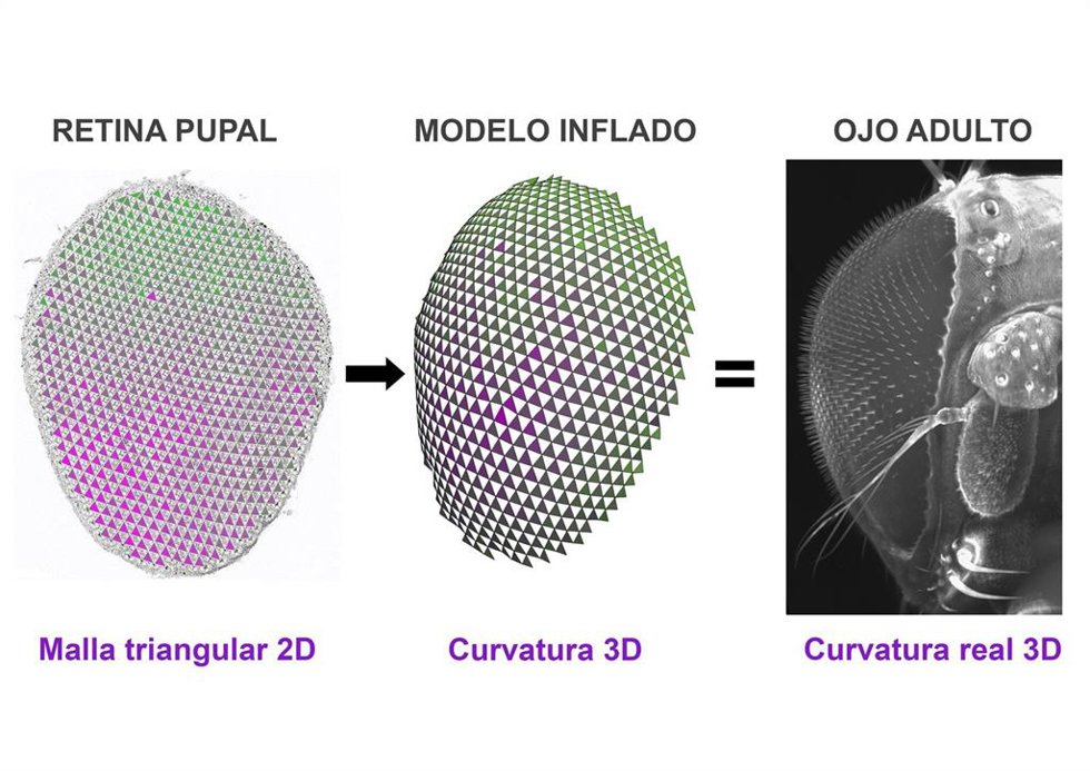 En el estadio de pupa, las células que forman la retina de 'Drosophila' forman una malla triangular. En la imagen triángulos de diferente tamaño están coloreados con diferentes intensidades de violeta.