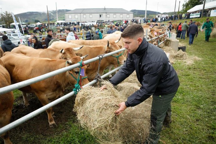 Archivo - Ganado durante la V Feria en defensa del ganadero de montaña, a 10 de mayo de 2025, en Cervantes, Lugo, Galicia (España). El evento reúne a más de 200 animales con el objetivo de poner en valor el trabajo del sector agroganadero de la montaña lu