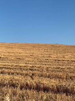 Un campo de trigo ya segado.
