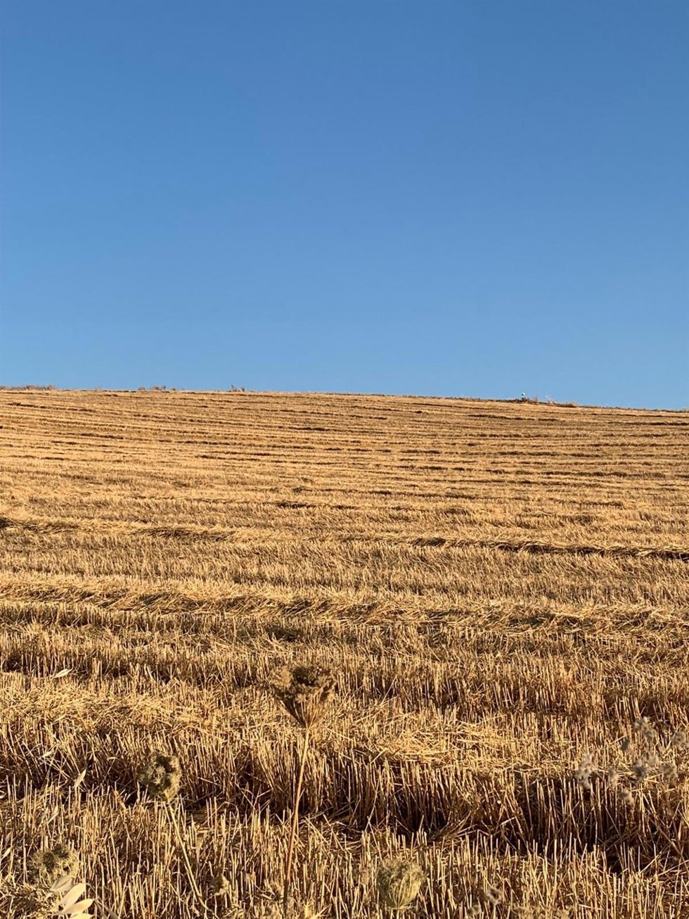 Un campo de trigo ya segado.