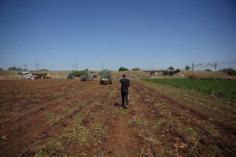 Agricultores durante la recolección de patatas en una explotación agrícola en plena campaña. A 31 de mayo de 2026, en Sevilla (Andalucía, España).