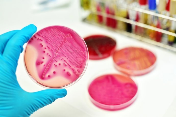 Archivo - Imagen de recurso cultivo de bacterias.