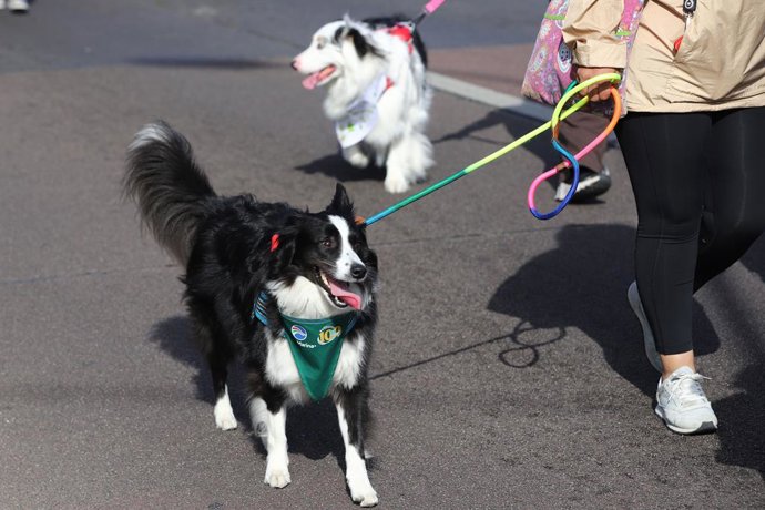 Vina del Mar 12 de Abril 2026 Por el borde costero de Vina del Mar se llevo a cabo la segunda caminata canina y familiar organizada por Carabineros Manuel Lema/Aton Chile