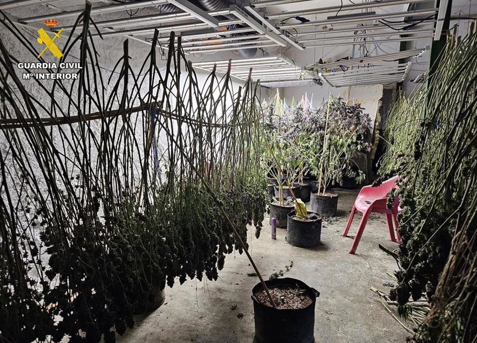 Plantas incautadas en el operativo de la Guardia Civil.
