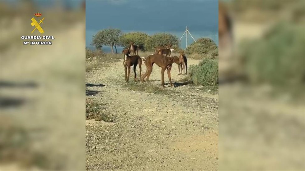 Sucesos.- Detenido en Tenerife tras localizar en su finca 49 perros en graves condiciones de abandono