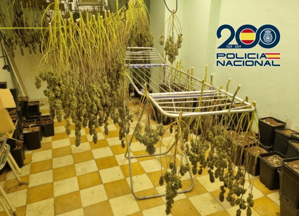 Secado de cogollos de marihuana.
