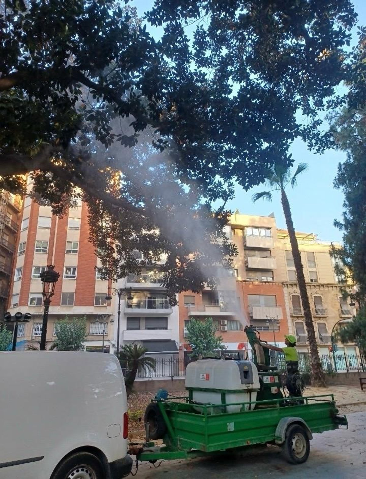 Los ficus históricos de Floridablanca reciben baños de agua a más de 20 metros de altura para mitigar el estrés térmico
