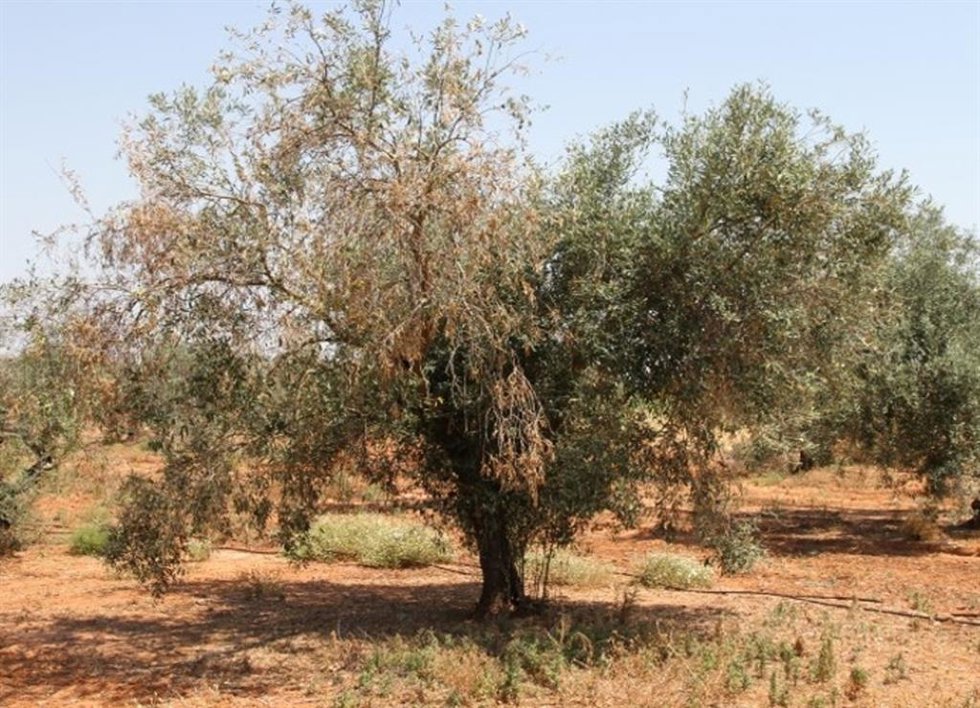 Olivo con verticilosis.