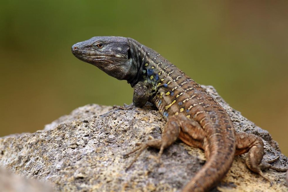 Lagarto tizón