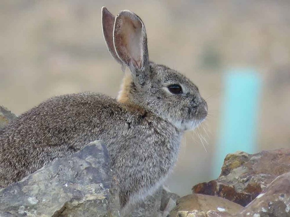 Conejo de monte.