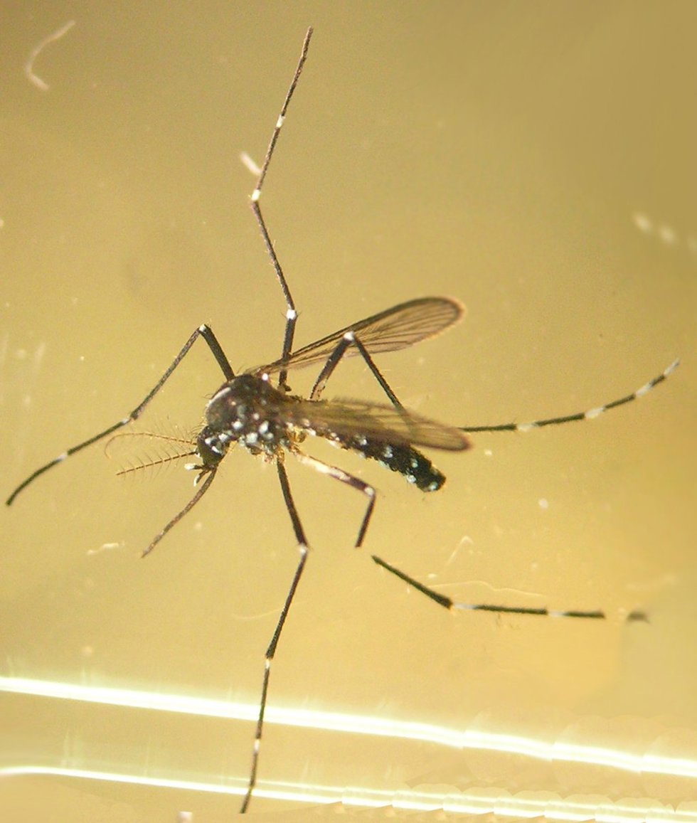 Archivo - Mosquito tigre