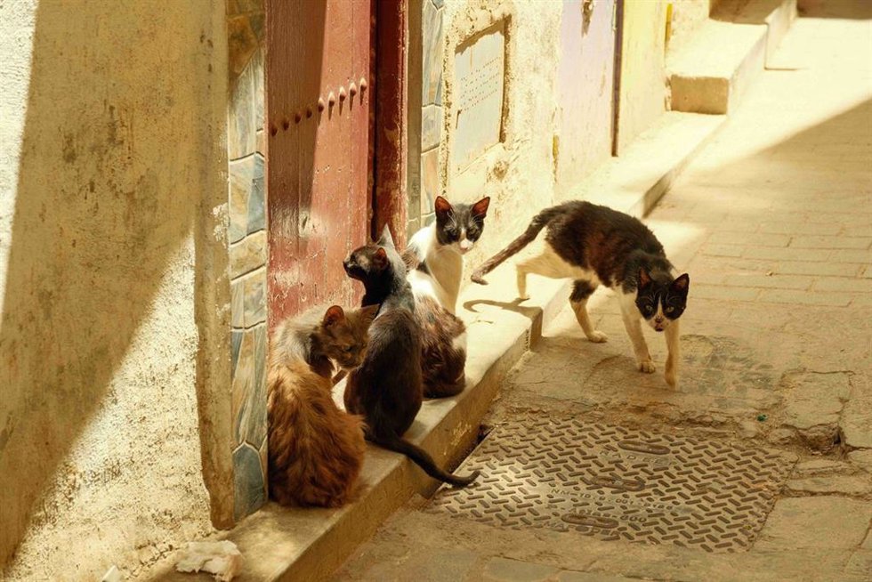 Más de 285.000 animales ingresaron en centros de acogida en 2025, según estudio: "Las cifras del abandono se estancan".