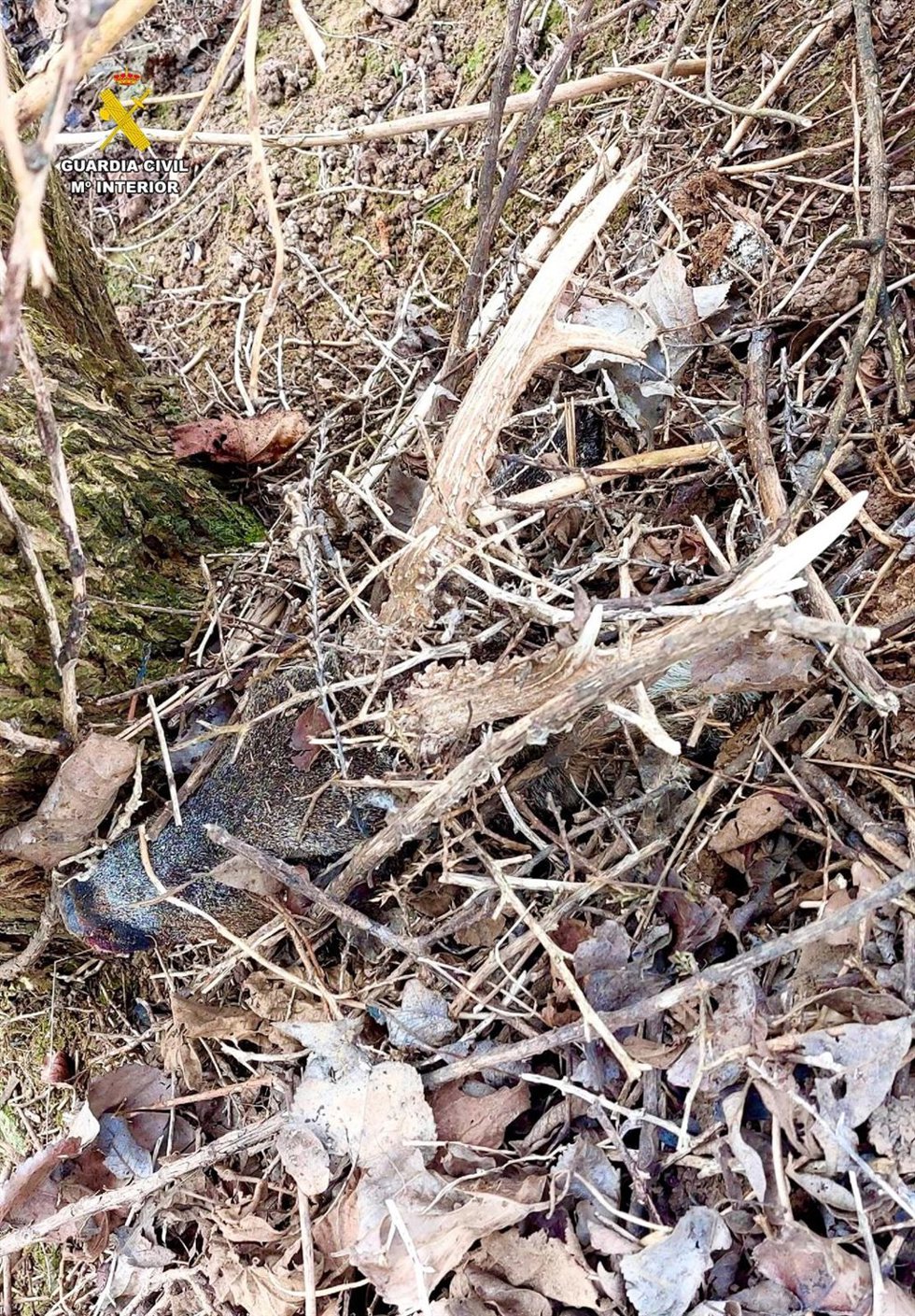 La Guardia Civil detiene a cuatro personas por un delito contra la flora y la fauna relacionado con la caza furtiva en la provincia de Soria