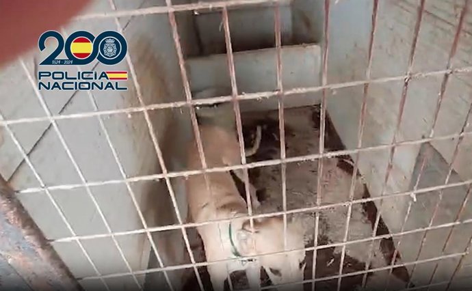 Uno de los perros rescatados en la finca intervenida por la Policía Nacional.