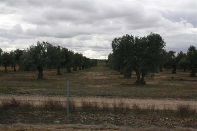 Archivo - La región cuenta con 474.000 hectáreas de olivar.