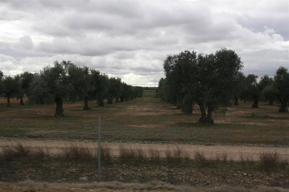 Archivo - La región cuenta con 474.000 hectáreas de olivar.