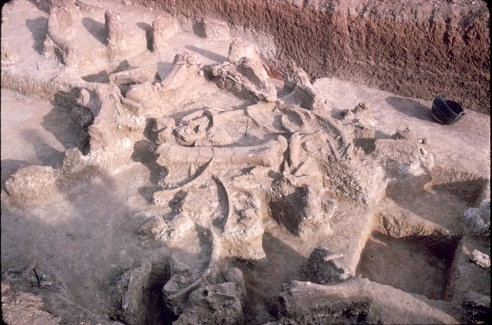 Excavación de restos de elefante durante la campaña de 1962
