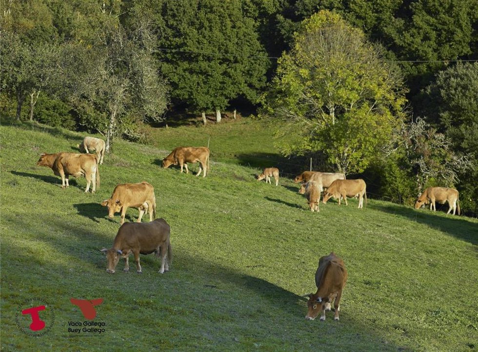 Archivo - Imagen de vacas pastando en Galicia cedida por Ternera Gallega
