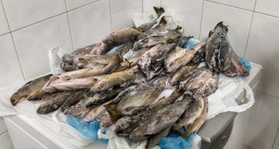 Pesca Galicia