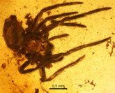 Foto: Una excavación en el yacimiento de ámbar de Utrillas ayudará a descifrar los bosques del cretácico