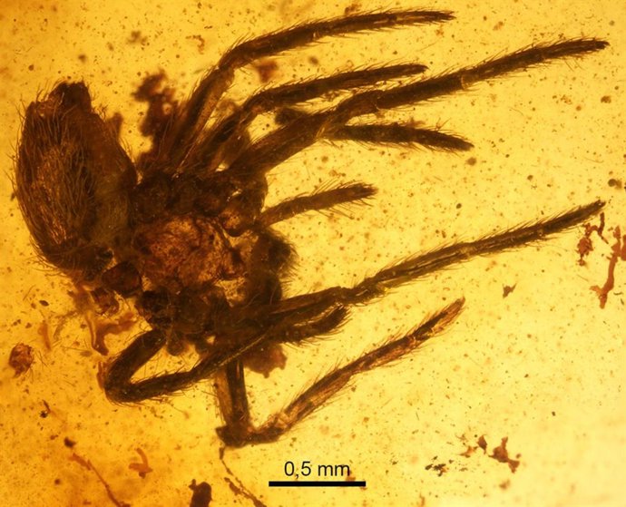 Nueva excavación