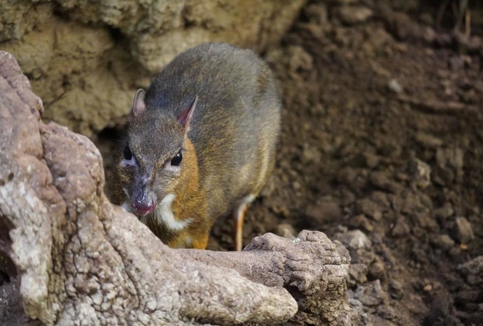 Bioparc Fuengirola da la bienvenida a una nueva hembra de ciervo ratón