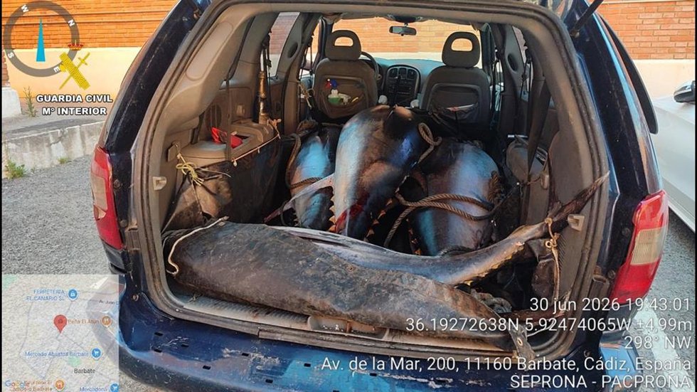 Atunes pescados de manera ilegal intervenidos en Barbate.