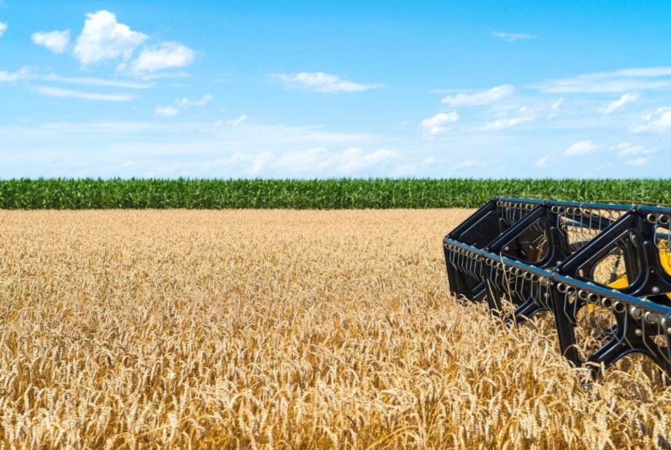 Unión de Uniones estima pérdidas en cereales del 30% en las zonas productoras por las olas de calor.