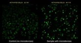 Foto: Diseñan microdispositivos bioelectrónicos para la estimulación celular remota mediante ultrasonidos