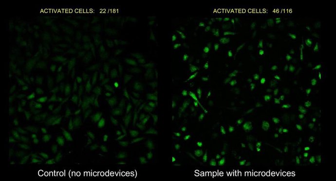 Comparación que muestra a la izquierda, el cultivo de control sin microdispositivos. A la derecha, las células cultivadas en la matriz de microdispositivos.