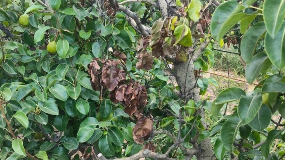Peral afectado por el fuego bacteriano