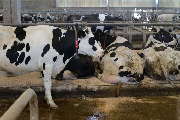 Archivo - Vacas de una ganadería de lácteo en Sabadelle, a 7 de agosto de 2023, en Chantada, Lugo, Galicia (España). Ganaderos gallegos han denunciado en los últimos días "abandono" por parte de la Xunta ante la vacunación contra la lengua azul. A este re